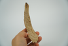 wolly mammoth tusk for sale