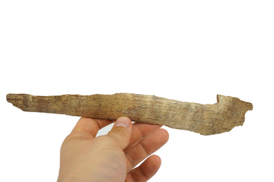 wolly mammoth tusk held in a hand