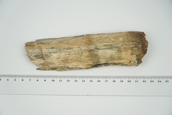 mammoth tusk fragment size