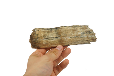 mammoth tusk fragment 
