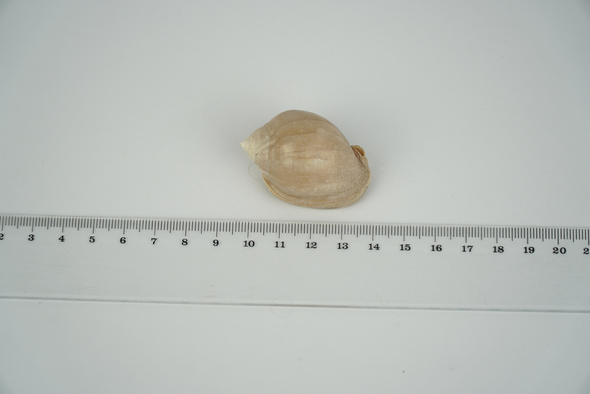 gastropoda fossil, Semicassis Miolaevigata, Size