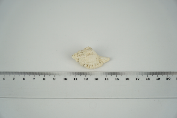 Gastropoda Fossil, Cymatium Affine, size