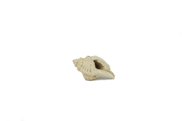 Gastropoda Fossil, Cymatium Affine