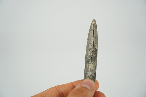 belemnite fossil 77mm