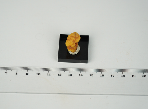 small baltic sea amber size