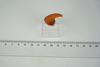 real amber fossils weight 3g