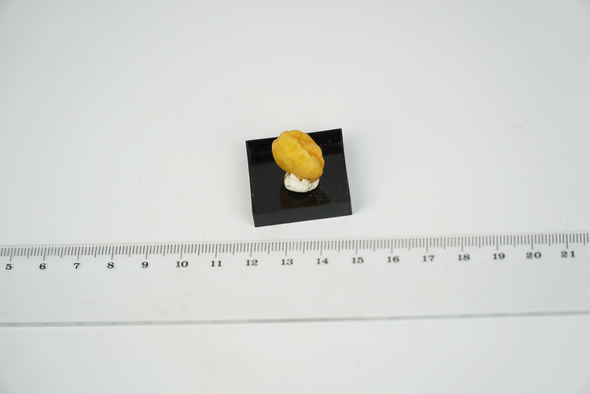Baltic Sea Amber From Stegna Size