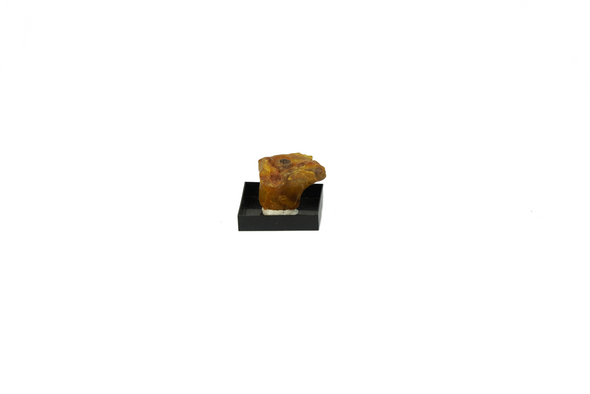 amber fossil for sale