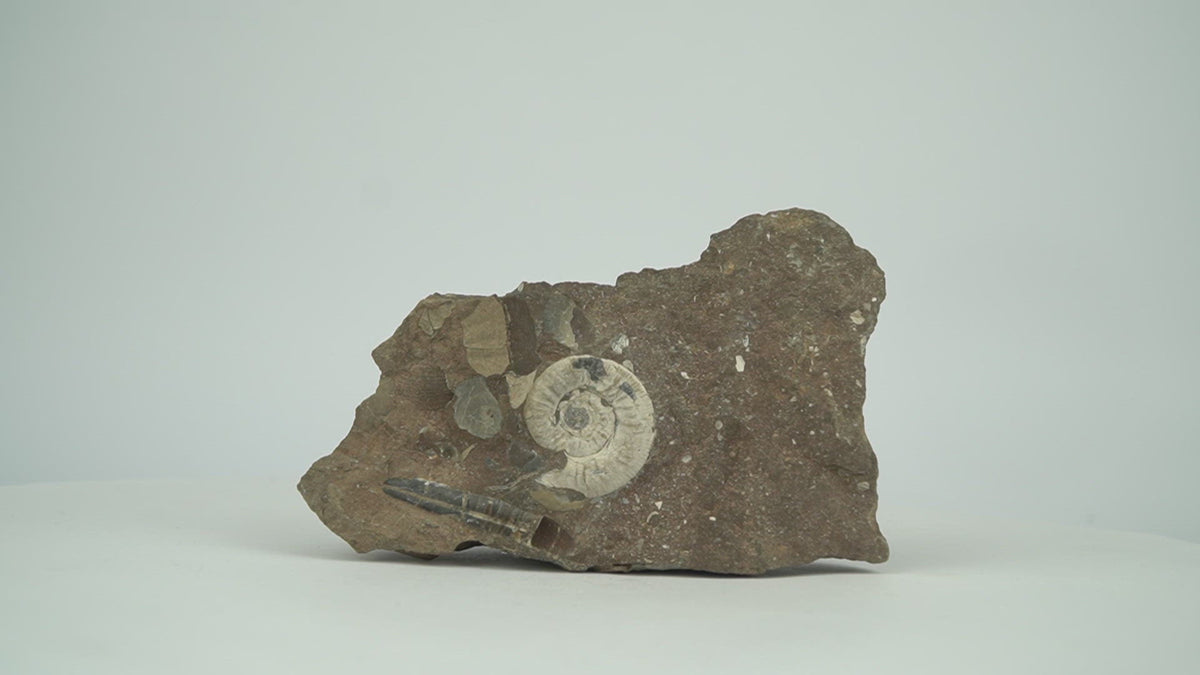 Ammonite Asphinctites tenuiplicatus 360 view