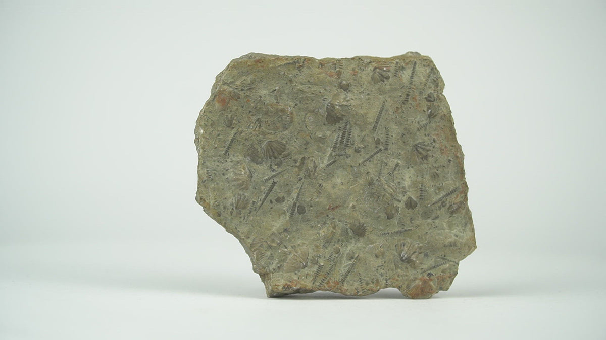 Tentaculites fossil - video 360