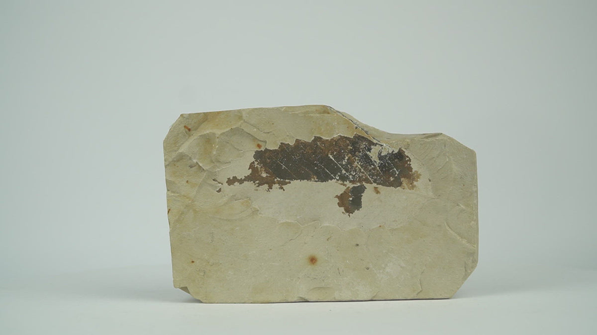 plant fossil from miocene age - video 360